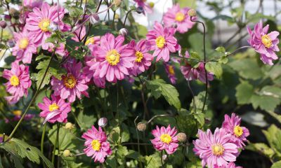 Anémone du Japon - Anemone hybrida (x) 'Pamina' - Plantes vivaces à fleurs  - Pépinières Meylan Shop