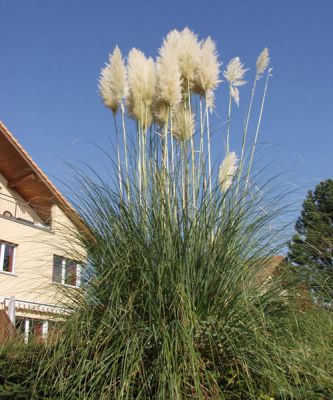 Herbe de la Pampa - Cortaderia selloana - Graminées ornementales -  Pépinières Meylan Shop