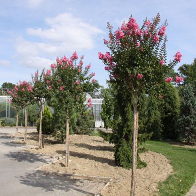 Lilas d'été, lilas des Indes - Lagerstroemia indica 'Coccinea' - Arbres  tiges et d'avenues - Pépinières Meylan Shop