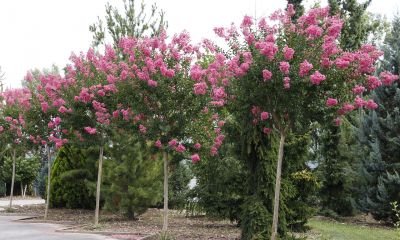 Lilas d'été, lilas des Indes - Lagerstroemia indica 'Rosea' - Arbres tiges  et d'avenues - Pépinières Meylan Shop