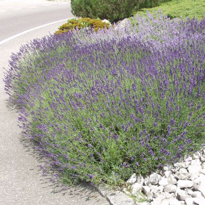 Lavande vraie – Lavendula Angustifolia – Le jardin d'équilibre