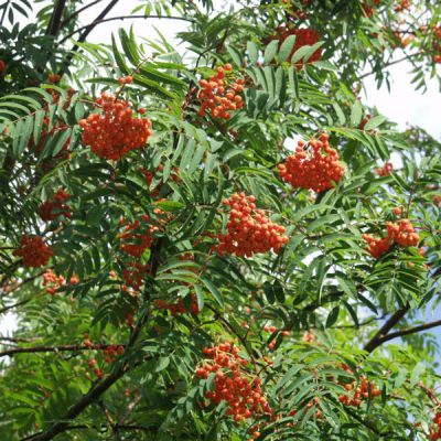 Eberesche, Vogelbeere - Sorbus - - Pflanzen Shop Baumschulen aucuparia Einheimische Meylan