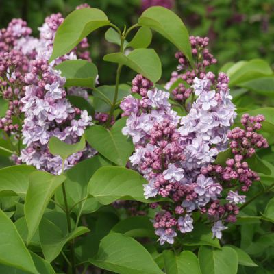 Lilas commun - Syringa vulgaris 'Michel Buchner' - Arbres et arbustes  d'ornement - Pépinières Meylan Shop