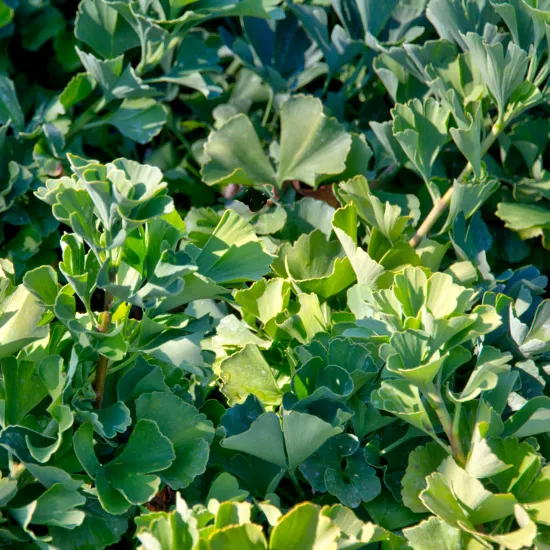 Ginkgo biloba